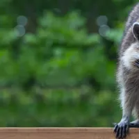 wildlife-control