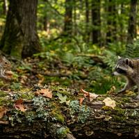 a raccoon and a squirrel in a forest