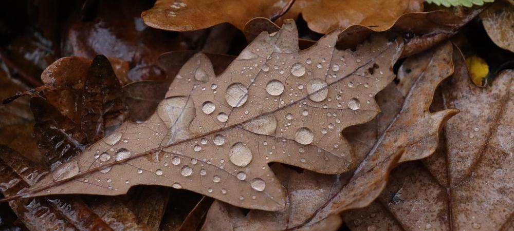 Brown leaf covered in rain droplets
