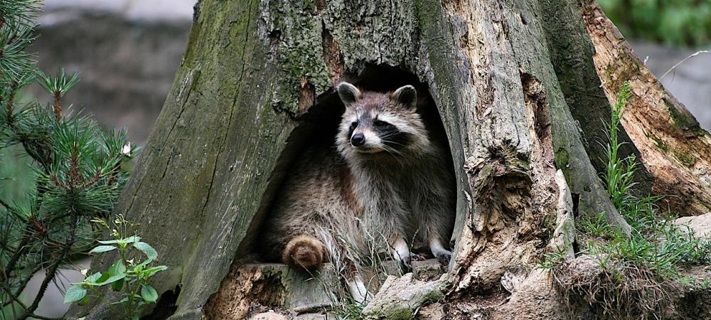 Raccoon in hollowed tree